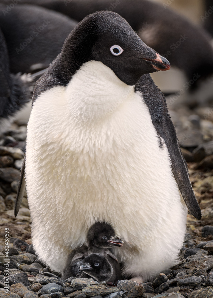 Obraz premium Adelie penguin with chicks