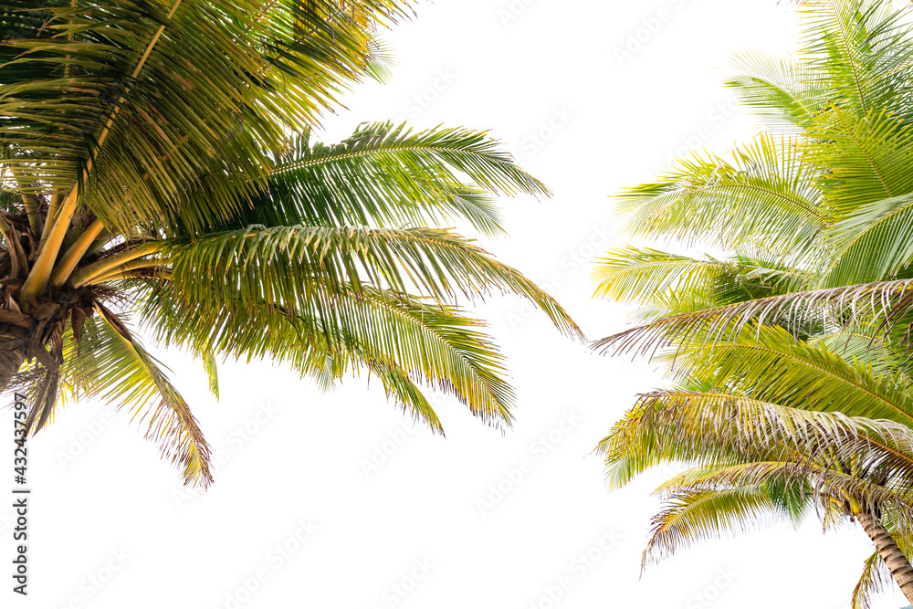 Green tropical palm leaf Tropical fresh coconut palm leaves frame isolated on white background