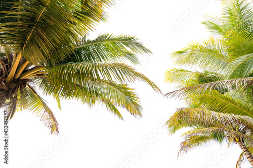 Green tropical palm leaf Tropical fresh coconut palm leaves frame isolated on white background © panya99