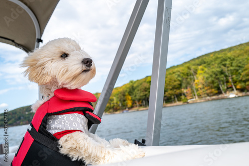 A maltipoo puppy on a boat ride enjoys the breeze