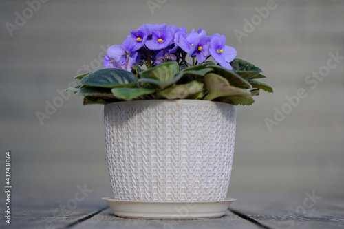 beautiful violet flower in a white pot on a gray wooden background close-up, mockup photo