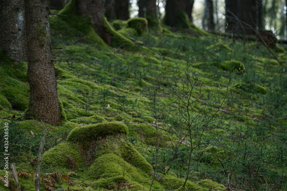 Picea, Fichten Wald mit Moosen und Flechten im Frühling, urig und schön Picea, Fichten Wald mit Moosen und Flechten im Frühling, urig und schön