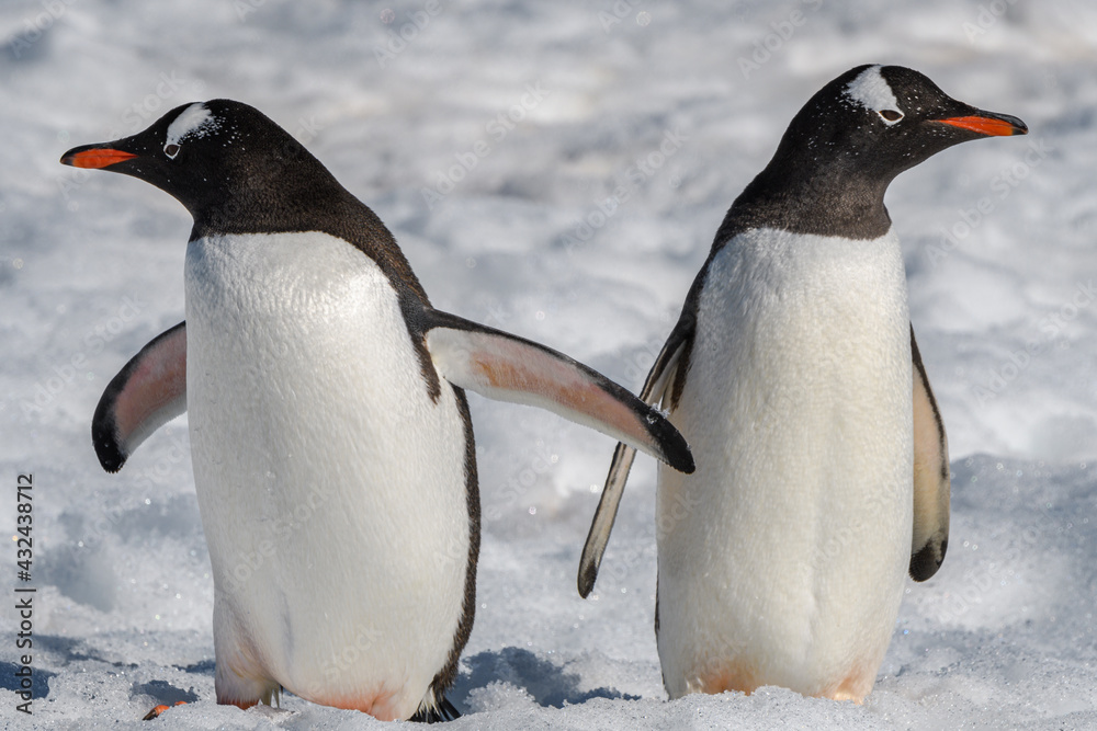 Obraz premium Gentoo penguins