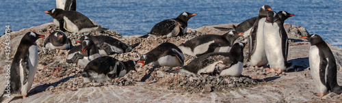 Gentoo penguins