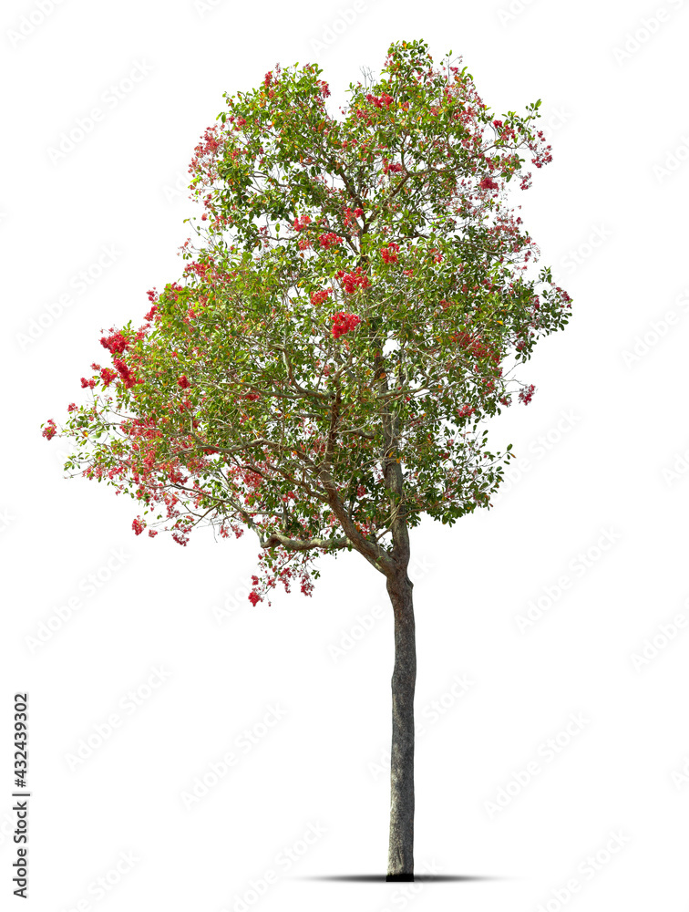 Tree and flower red, Isolated Tree on white background, Tree object element for design.