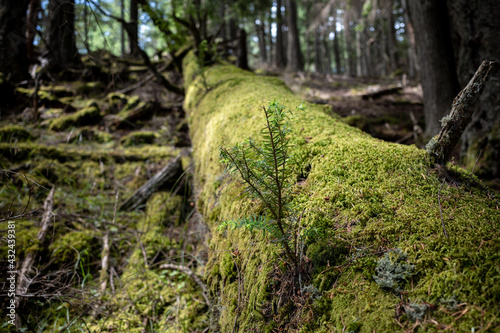 A moss covered fallen tree gives way to new growth in a forest