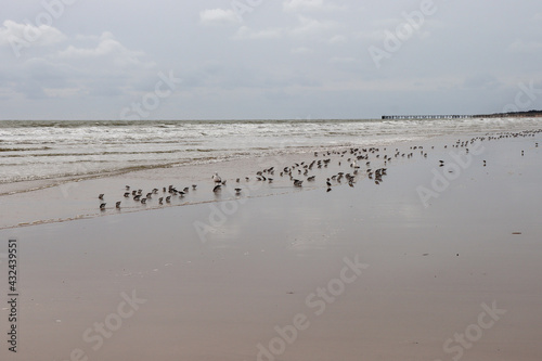Deux mamans goélands surveillant une multitude de bébés goélands sur la plage