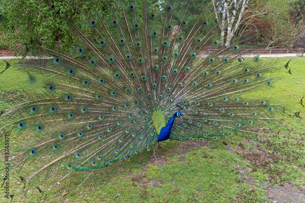 Obraz premium Blauer Pfau