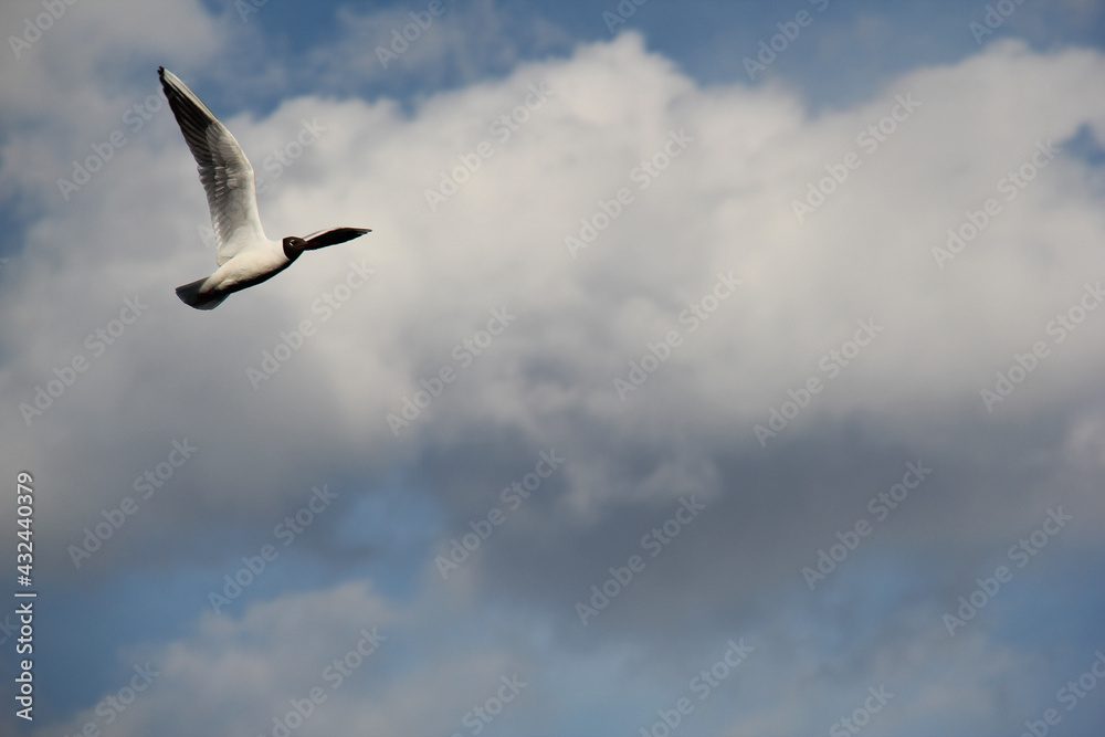 Fototapeta premium seagull in the sky