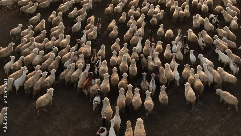 Flock of sheep grazing in a field at sunset №008