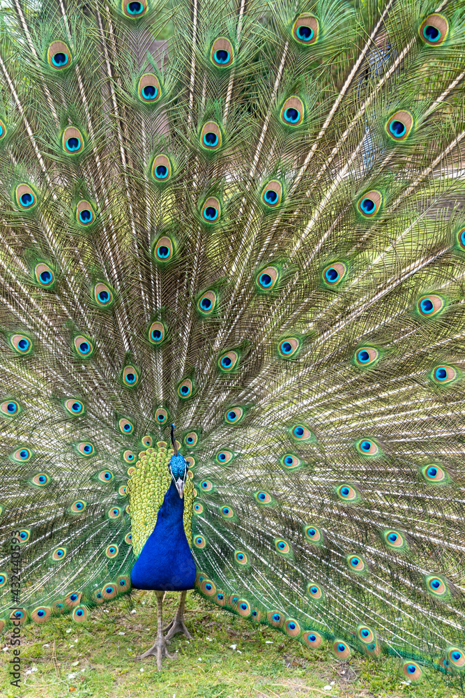 Obraz premium Blauer Pfau