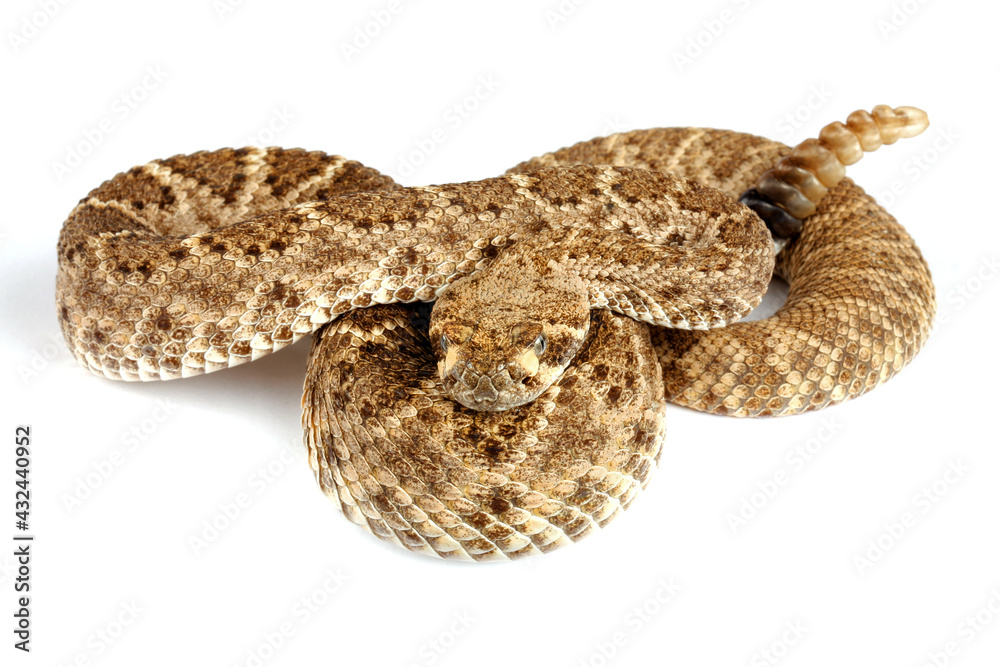 Western Diamondback Rattlesnake (Crotalus atrox) Western Diamondback Rattlesnake (Crotalus atrox)