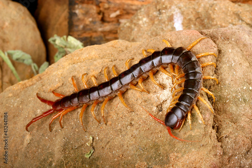 Centipede (Scolopendra sp.) © asbtkb