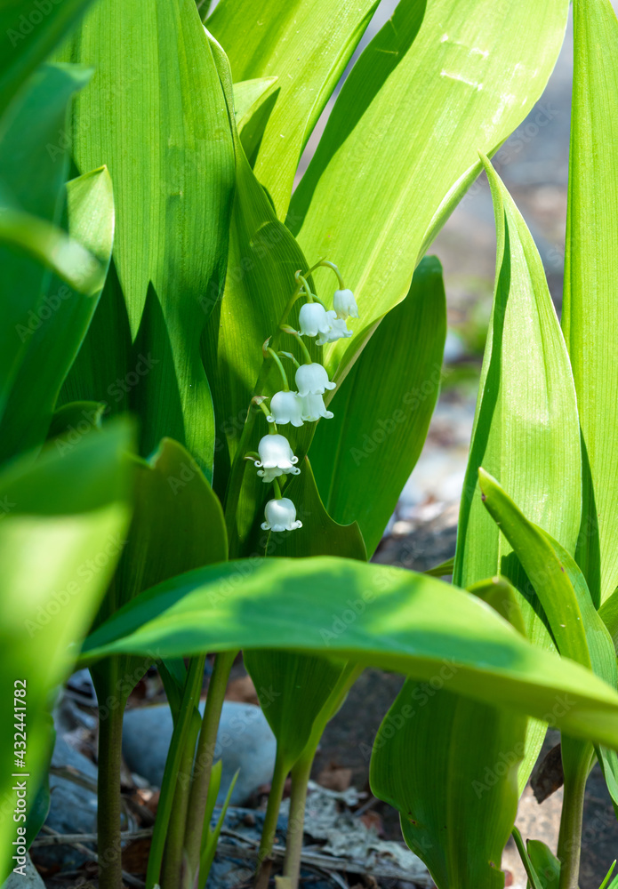 Obraz premium Lily of the valley in the garden in May
