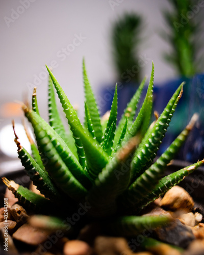 Selective focus shot of a succulent on a pot photo