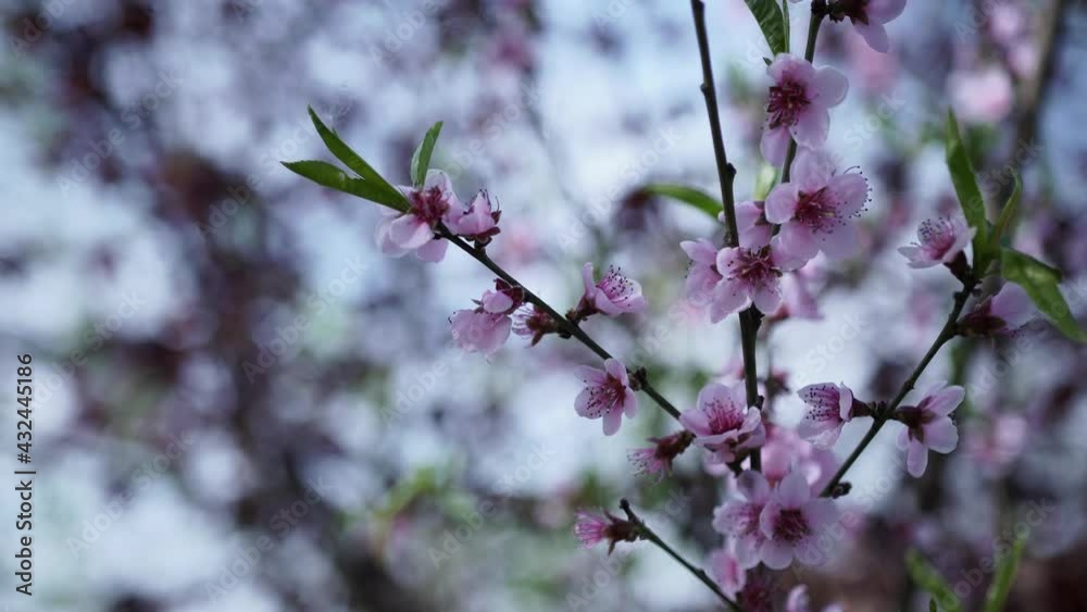 One pink apricot flower, shallow depth of field. One pink apricot flower, shallow depth of field.