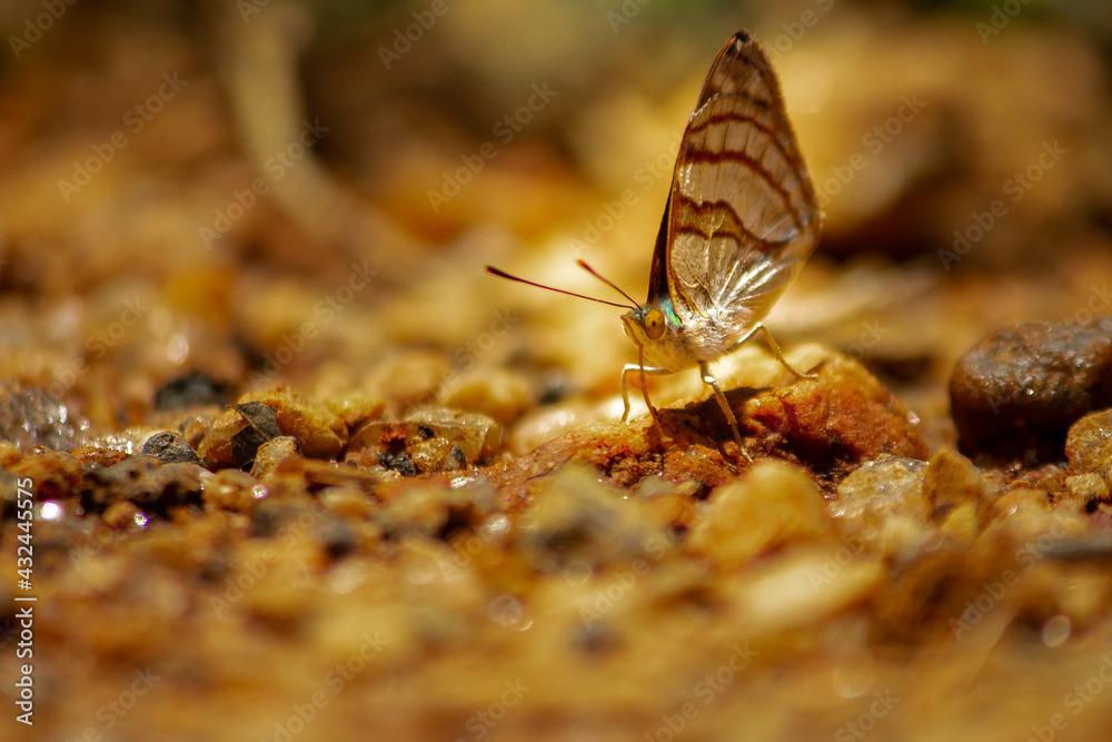 Obraz premium Insect: Brown butterfly or moth on free soil in the wild.