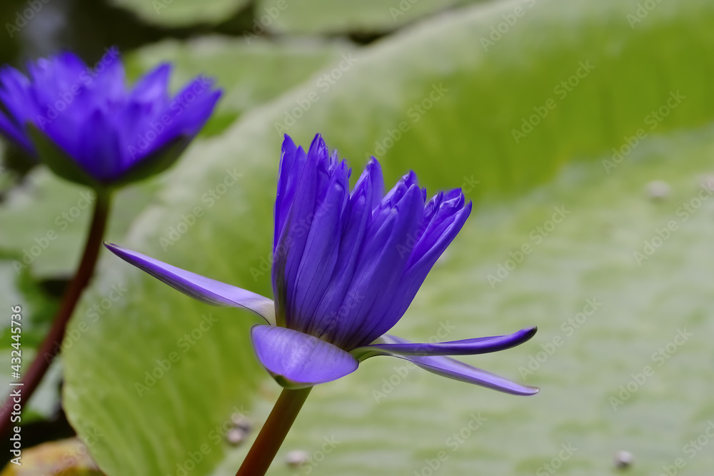 Baghdad water lily blue flower in water lily pond, Nymphaea hybrid Baghdad water lily blue flower in water lily pond, Nymphaea hybrid