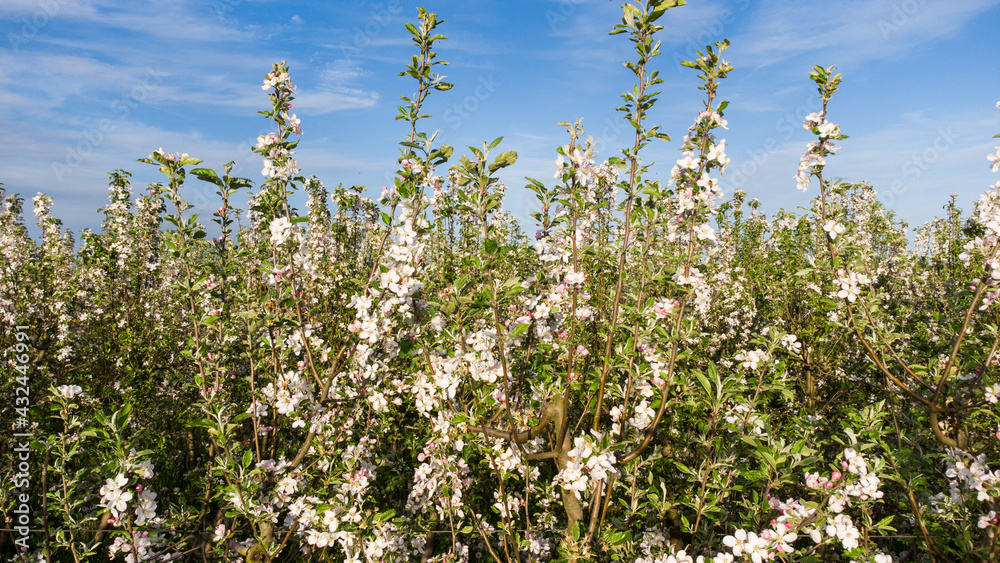 Aerial drone view of flowering tree in spring. Branches with blossoms in sunlight. Blooming tree in orchard. Fruit trees in nature. Aerial drone view of flowering tree in spring. Branches with blossoms in sunlight. Blooming tree in orchard. Fruit trees in nature.
