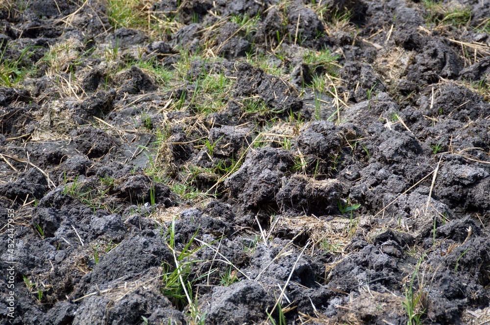 soil preparation for sowing vegetable in field agriculture soil preparation for sowing vegetable in field agriculture