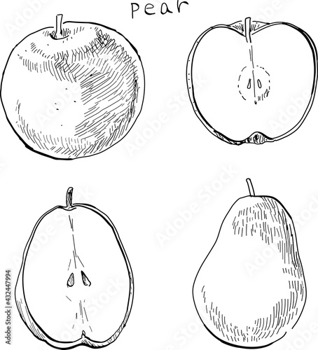 Hand-drawn pen drawings of two types of pears.