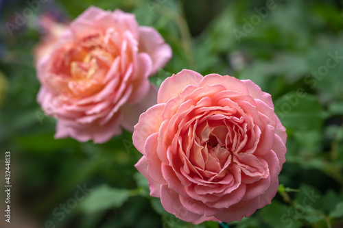 Fototapeta Naklejka Na Ścianę i Meble -  English Rose 'Jubilee Celebration', a fully double pink rose with orange center tones