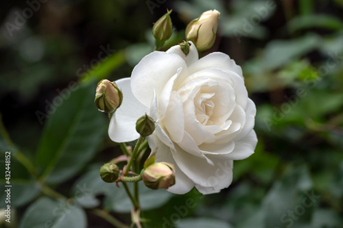 Fototapeta Naklejka Na Ścianę i Meble -  White rose 'Iceberg'