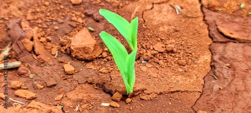 Corn seedlings for 4 weeks to be used as an instructional image or media.Young fodder was born from dry soil. photo