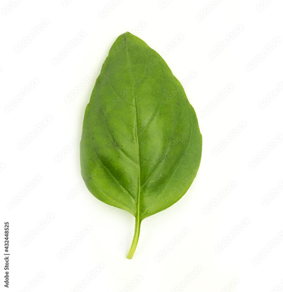 Obraz premium basil leaf on white background
