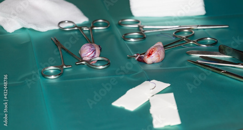 Konstfotografi Removed testicles of a dog