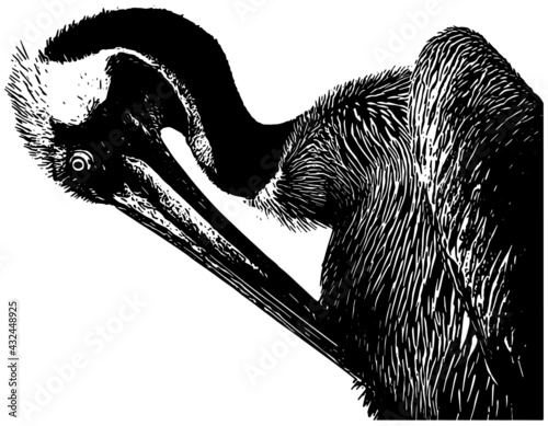 Pelican profile sketch in black on white background  photo