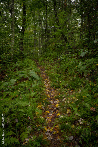 Narrow Trail Cuts Through Thick Forest