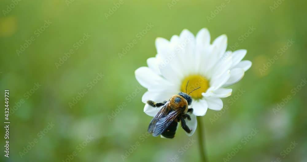 Single white daisy in soft focus swaying in the breeze with a bumble bee resting on the petals. Single white daisy in soft focus swaying in the breeze with a bumble bee resting on the petals.
