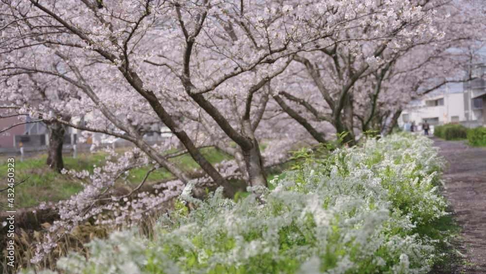Sakura Petals Blowing in Breeze in Slow Motion, Japan Spring Scene Sakura Petals Blowing in Breeze in Slow Motion, Japan Spring Scene