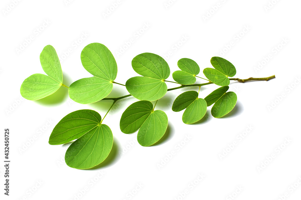 leaves isolated on white background leaves isolated on white background