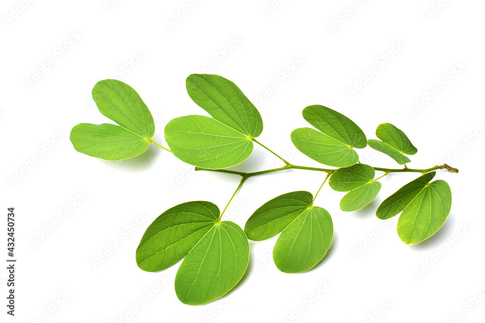 green leaves isolated on white background green leaves isolated on white background