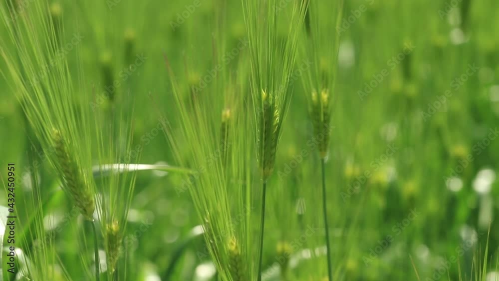 揺れる新緑の麦穂 揺れる新緑の麦穂