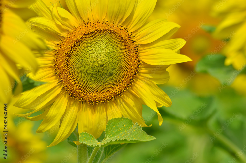 Beautiful yellow sunflowers with green leaves close up Beautiful yellow sunflowers with green leaves close up
