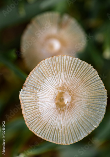 delicate mushroom 