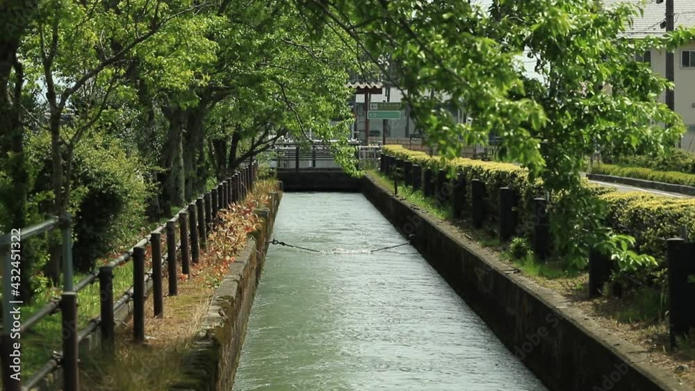 滋賀県長浜市高月町の雨森地区の用水路と新緑の風景 滋賀県長浜市高月町の雨森地区の用水路と新緑の風景