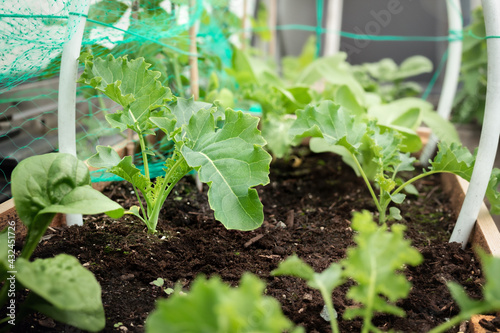 Young curly kale plants in wood garden planter with row covers and netting. Multiple lush green Scottish heirloom kale know as Dwarf Green Curled, Dwarf Curlies or Brassica oleracea. Selective focus.