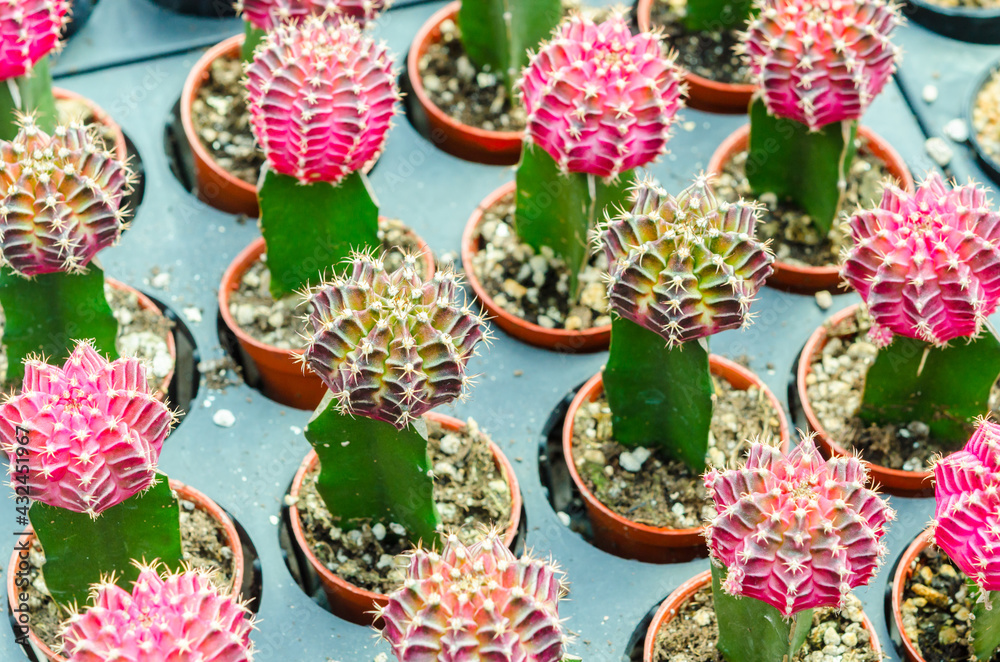 Gymnocalycium variegated cactus, Small cactus. Gymnocalycium variegated cactus, Small cactus.