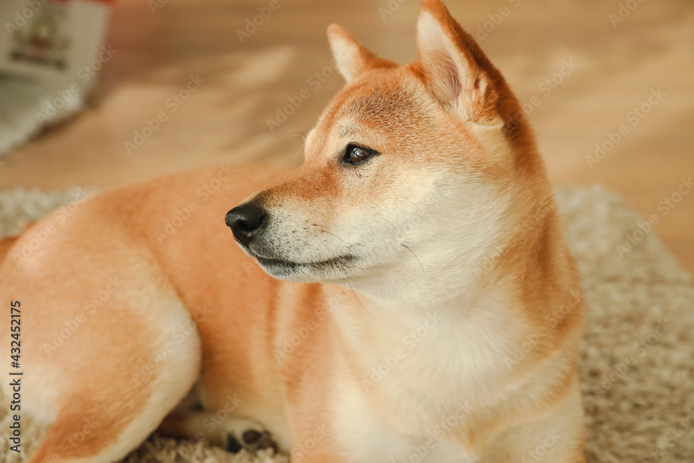 Beautiful Shiba Inu dog looking to the side