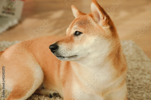 Fototapeta Naklejka Na Ścianę i Meble -  Beautiful Shiba Inu dog looking to the side