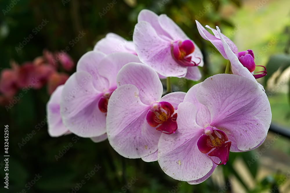 pink orchid in garden pink orchid in garden
