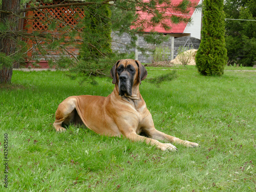 great dane in garden