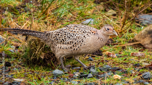 A female common pheasant walking on the ground in winter