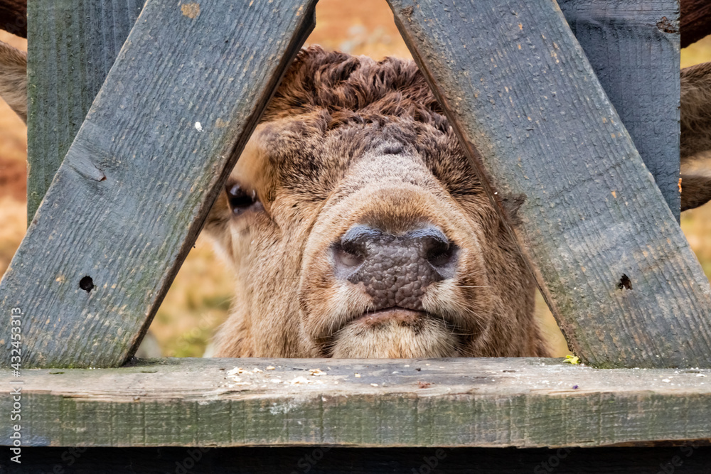 A red deer stag looking through a wooden fence at the Galloway Red Deer  Range Stock Photo | Adobe Stock