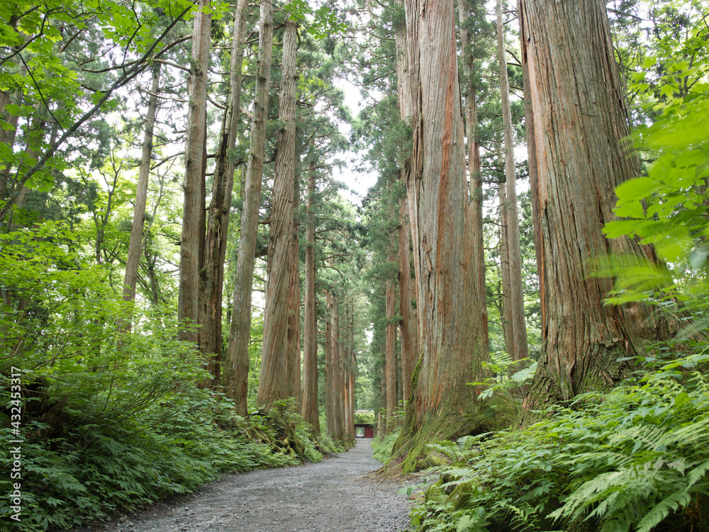 Fototapeta premium 戸隠神社奥社の杜 杉並木
