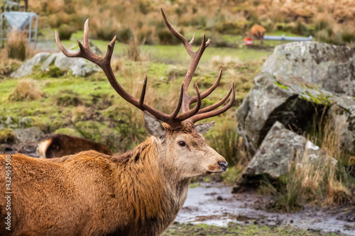 A red deer stag with antlers, standing in a field at the Galloway Red Deer Range